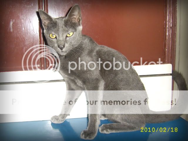 [Jual] Kucing Russian Blue (Bandung) | KASKUS ARCHIVE